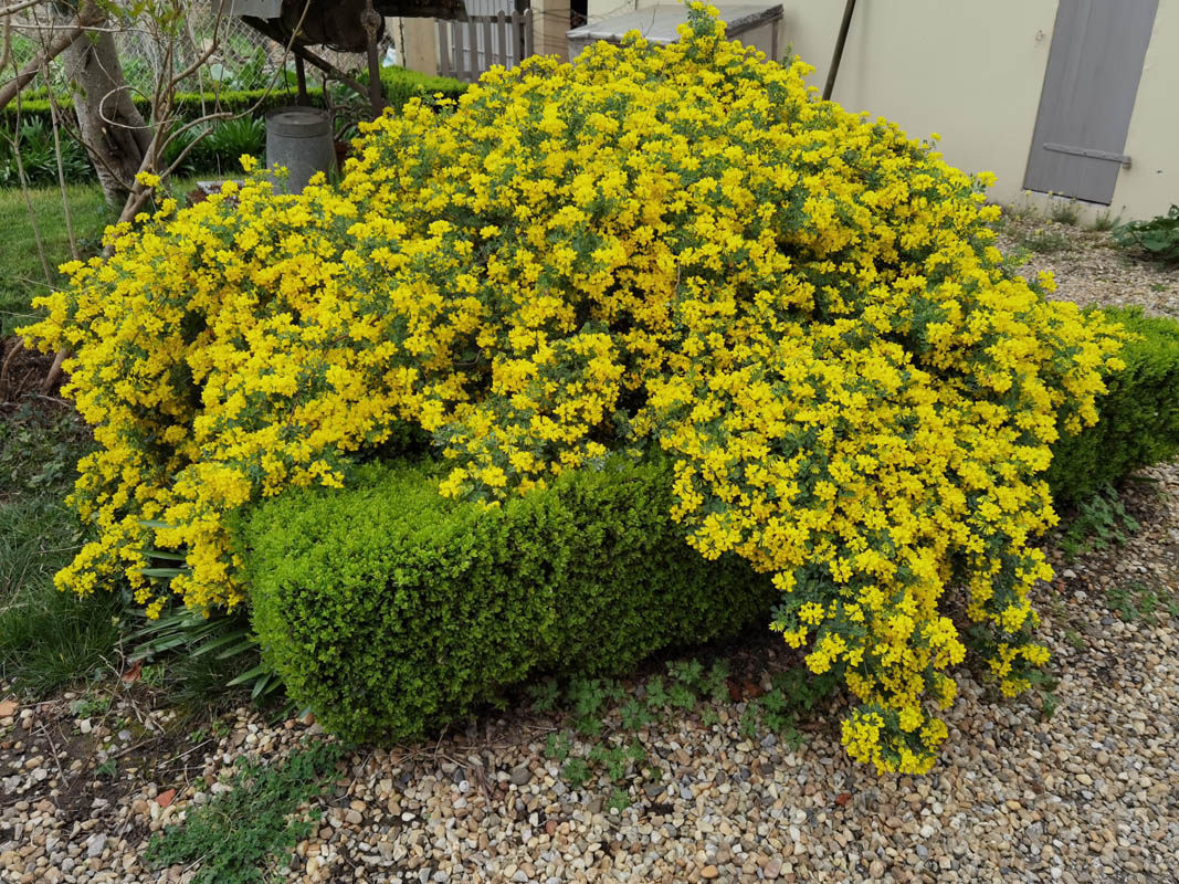 Coronilla valentina ssp glauca